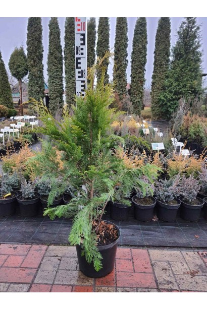 Кипарисовик Лавсона Стардаст - 7,5л/вис.90-110см/Ø40-50см